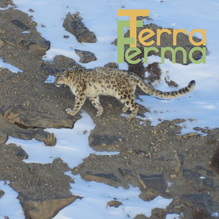 INDIA leopardo delle nevi