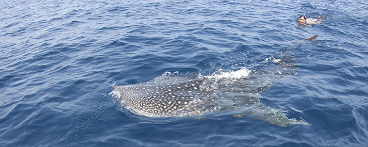 GIBUTI Whale Shark Expedition