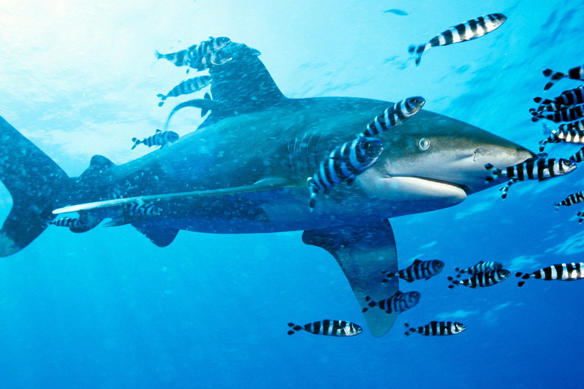 Squalo Pinna Bianca Oceanico (Carcharhinus longimanus)