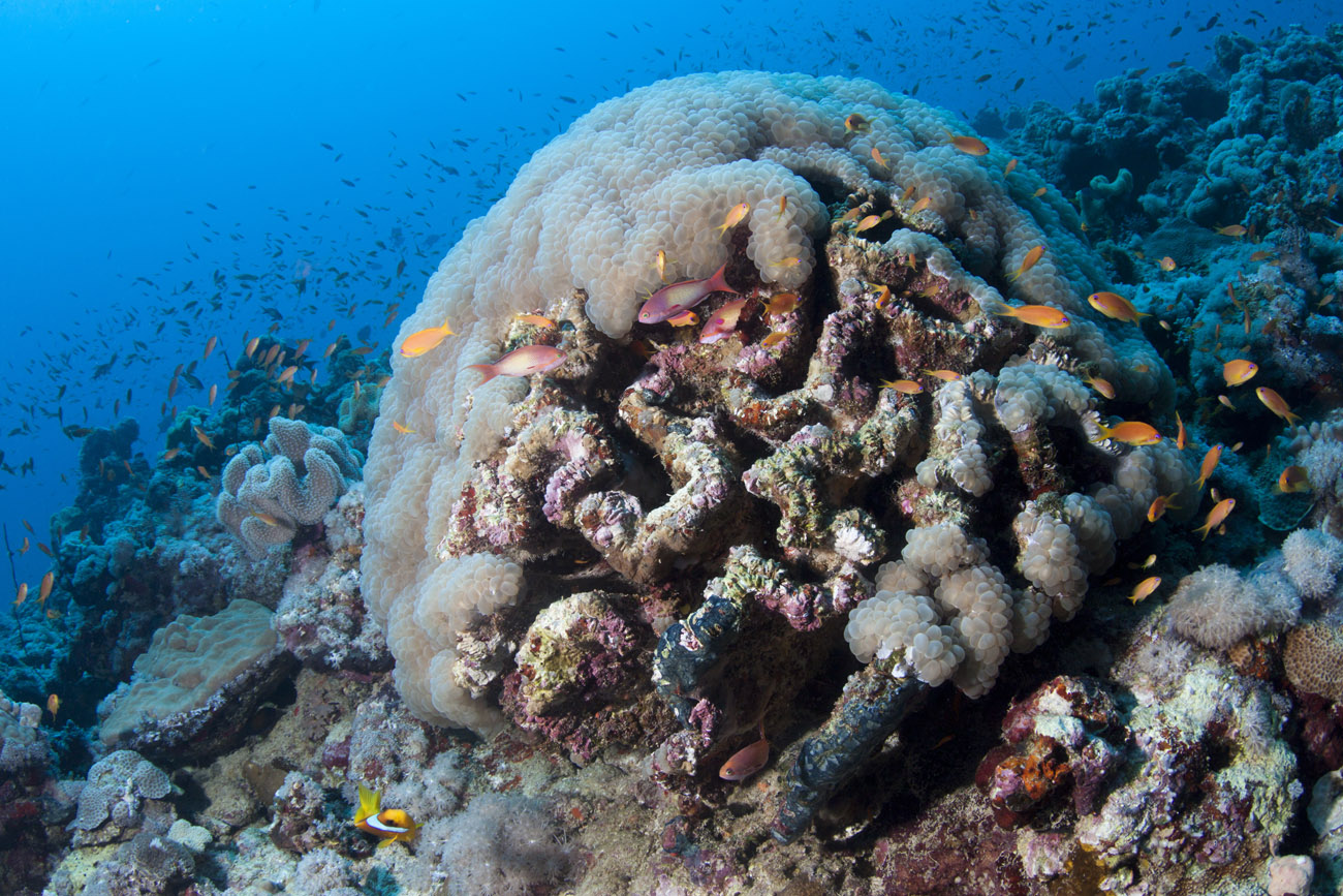 I coralli del Mar Rosso possono sequestrare CO2 