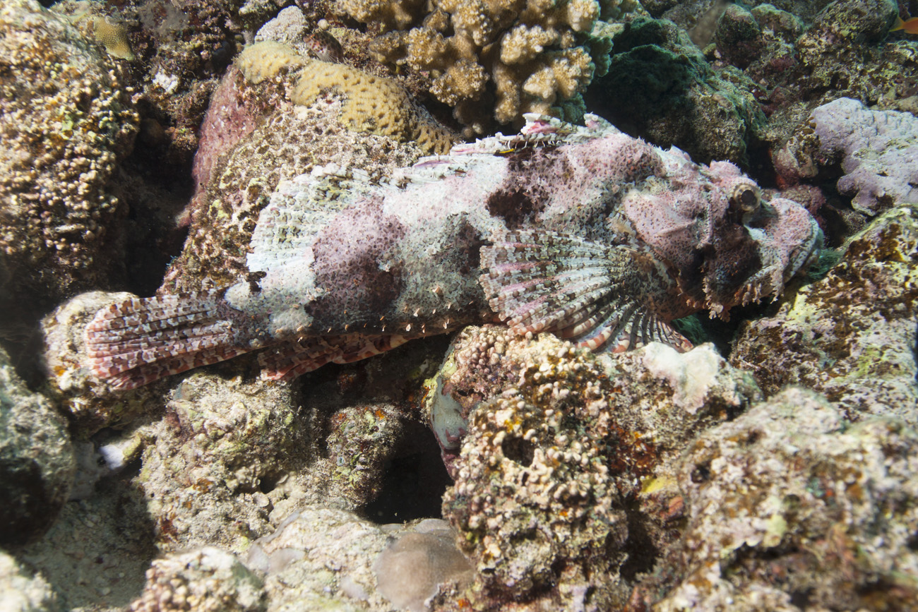 Biologia Marina SCORFANO E PIETRA