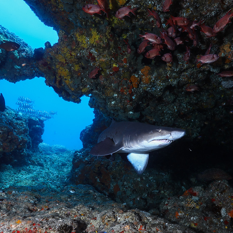 SUDAFRICA Aliwal Shoal