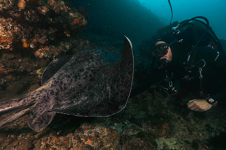 SUDAFRICA Aliwal Shoal