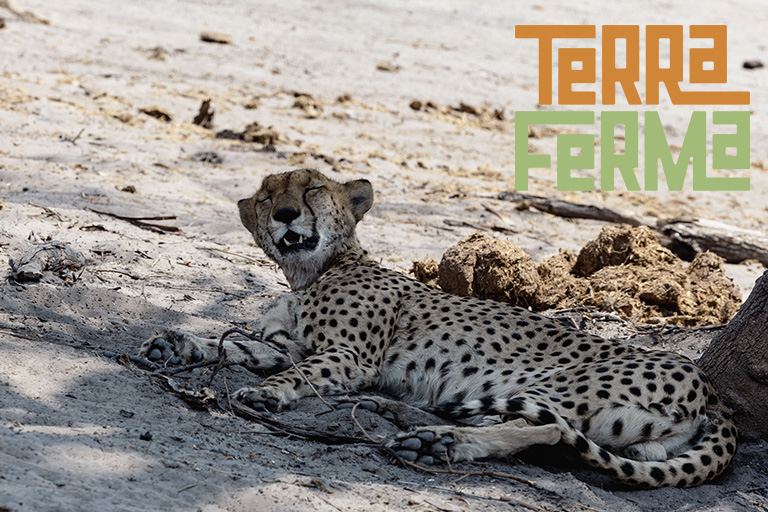 TANZANIA le pianure del Serengeti